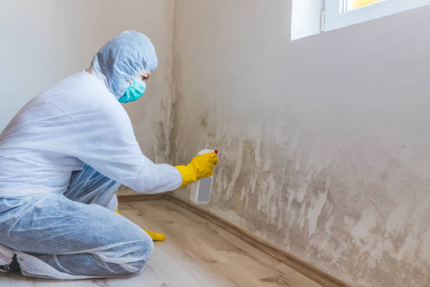 Professional mold removal team in Ponte Vedra Beach